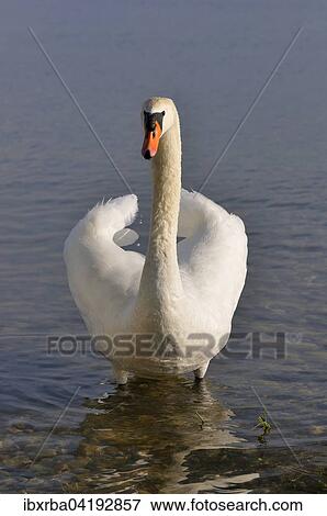 Mute Swan (Cygnus olor) standing in shallow water, Lake Constance, Baden-Wurttemberg, Germany, Europe View Large Photo Image Stock Photo - Mute Swan (Cygnus olor) standing in shallow water, Lake Constance, Baden-Wurttemberg, Germany, Europe. Fotosearch