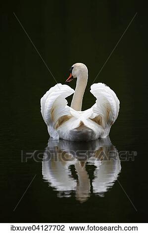 Stock Image - Mute Swan (Cygnus olor) swimming in gliding mode, with reflection in the water, Schleswig-Holstein, Germany, Europe. Fotosearch