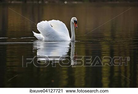 Mute Swan (Cygnus olor) swimming in gliding mode, with reflection in the water, Schleswig-Holstein, Germany, Europe View Large Photo Image Stock Image - Mute Swan (Cygnus olor) swimming in gliding mode, with reflection in the water, Schleswig-Holstein, Germany, Europe. Fotosearch