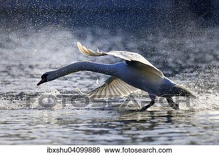 Stock Photograph - Mute Swan (Cygnus olor), taking off from Lake Zug, Canton of Zug, Switzerland, Europe. Fotosearch