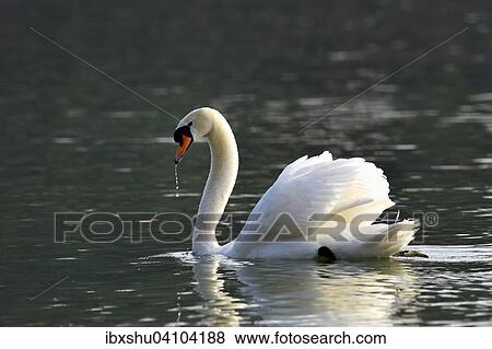 Stock Photo - Mute swan (Cygnus olor) Zug, Canton of Zug, Switzerland, Europe. Fotosearch