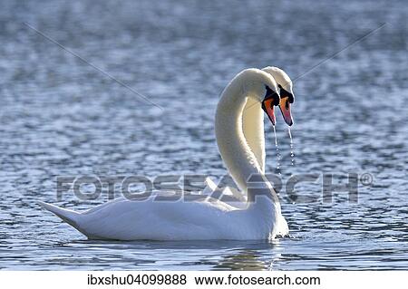Stock Photo - Mute Swans (Cygnus olor), pair, courtship behaviour, Lake Zug, Canton of Zug, Switzerland, Europe. Fotosearch