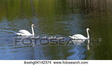 Mute Swans (Cygnus olor) with chicks, Mecklenburg-Western Pomerania, Germany, Europe View Large Photo Image Picture - Mute Swans (Cygnus olor) with chicks, Mecklenburg-Western Pomerania, Germany, Europe. Fotosearch