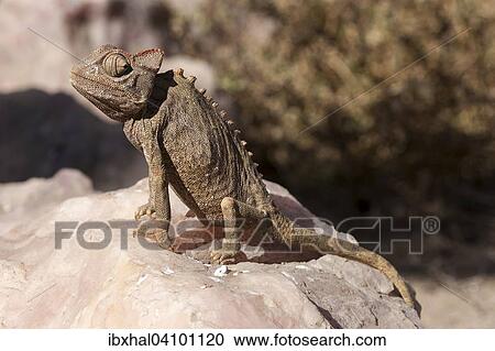 Stock Image - Namaqua Chameleon (Chamaeleo namaquensis) near Swakopmund, Namibia, Africa. Fotosearch