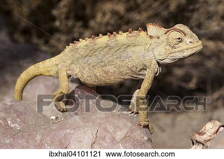 Namaqua Chameleon (Chamaeleo namaquensis) near Swakopmund, Namibia, Africa View Large Photo Image Stock Image - Namaqua Chameleon (Chamaeleo namaquensis) near Swakopmund, Namibia, Africa. Fotosearch