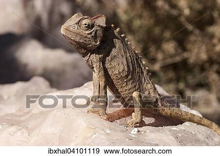 Namaqua Chameleon (Chamaeleo namaquensis) near Swakopmund, Namibia, Africa View Large Photo Image Stock Photo - Namaqua Chameleon (Chamaeleo namaquensis) near Swakopmund, Namibia, Africa. Fotosearch