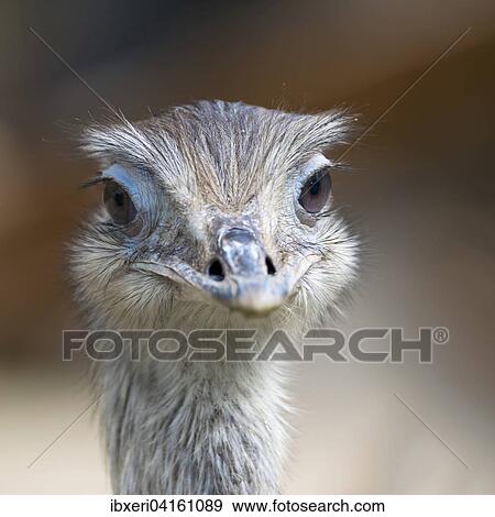 Stock Photo - Nandu (Rhea americana), animal portrait, captive, native to South America. Fotosearch