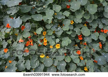 Picture - Nasturtium (Tropaeolum majus), Province of North Holland, The Netherlands, Europe. Fotosearch