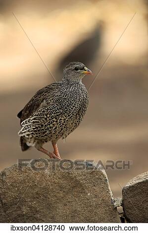 Natal spurfowl or Natal francolin (Francolinus natalensis), adult on rock, Kruger National Park, South Africa, Africa View Large Photo Image Stock Image - Natal spurfowl or Natal francolin (Francolinus natalensis), adult on rock, Kruger National Park, South Africa, Africa. Fotosearch