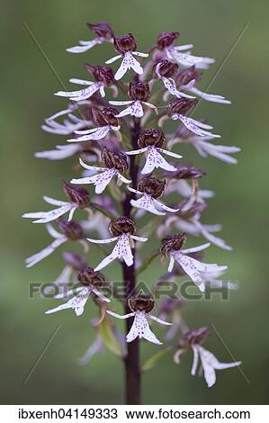 Natural hybrid Military Orchid x Lady Orchid (Orchis militaris Orchis purpurea x), Rothenstein nature reserve, Thuringia, Germany, Europe View Large Photo Image Stock Image - Natural hybrid Military Orchid x Lady Orchid (Orchis militaris Orchis purpurea x), Rothenstein nature reserve, Thuringia, Germany, Europe. Fotosearch