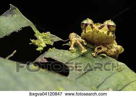 Neotropical frog (Pristimantis eriphus), female, Andean cloud forest, Cosanga, Ecuador, South America View Large Photo Image Stock Photo - Neotropical frog (Pristimantis eriphus), female, Andean cloud forest, Cosanga, Ecuador, South America. Fotosearch