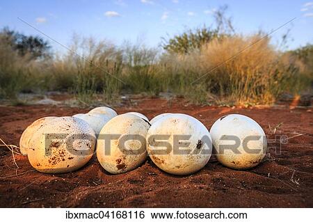 Nest with ostrich eggs in the red sand, Kalahari Desert, Namibia, Africa View Large Photo Image Stock Photograph - Nest with ostrich eggs in the red sand, Kalahari Desert, Namibia, Africa. Fotosearch