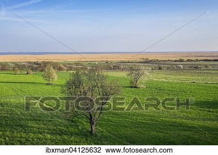 Neusiedler lake with reeds, view from Breitenbrunn, Northern Burgenland, Burgenland, Austria, Europe View Large Photo Image Stock Image - Neusiedler lake with reeds, view from Breitenbrunn, Northern Burgenland, Burgenland, Austria, Europe. Fotosearch