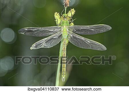 Stock Photo - Newly hatched Emperor dragonfly (Anax imperator), male, Switzerland, Europe. Fotosearch