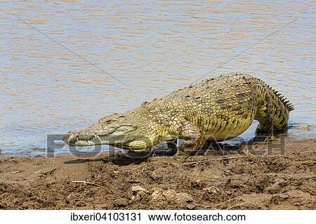 Nile crocodile (Crocodylus niloticus), Mara River, Masai Mara National Reserve, Kenya, East Africa, Africa View Large Photo Image Stock Image - Nile crocodile (Crocodylus niloticus), Mara River, Masai Mara National Reserve, Kenya, East Africa, Africa. Fotosearch