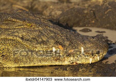 Nile Crocodile (Crocodylus niloticus), portrait, basking at the bank of the Chobe River, Chobe National Park, Botswana, Africa View Large Photo Image Stock Image - Nile Crocodile (Crocodylus niloticus), portrait, basking at the bank of the Chobe River, Chobe National Park, Botswana, Africa. Fotosearch