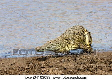 Nile crocodile (Crocodylus niloticus), Mara River, Masai Mara National Reserve, Kenya, Africa View Large Photo Image Stock Photo - Nile crocodile (Crocodylus niloticus), Mara River, Masai Mara National Reserve, Kenya, Africa. Fotosearch