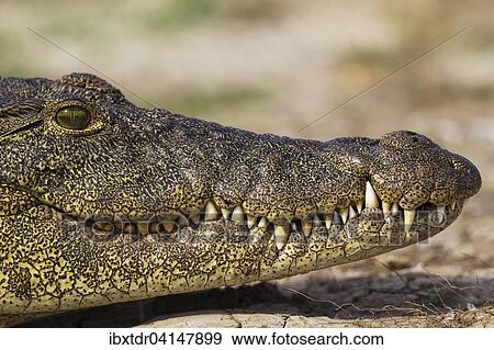 Nile Crocodile (Crocodylus niloticus), portrait, basking at the bank of the Chobe River, Chobe National Park, Botswana, Africa View Large Photo Image Stock Photo - Nile Crocodile (Crocodylus niloticus), portrait, basking at the bank of the Chobe River, Chobe National Park, Botswana, Africa. Fotosearch