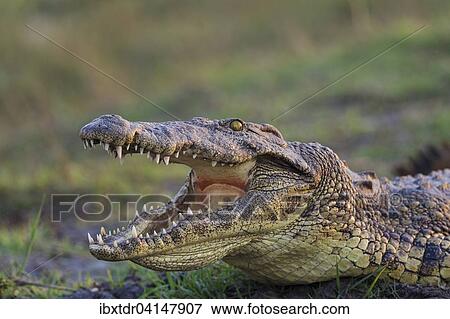 Nile Crocodile (Crocodylus niloticus), basking at the bank of the Chobe River, by opening its mouth to control their body temperature, Chobe National Park, Botswana, Africa View Large Photo Image Stock Photo - Nile Crocodile (Crocodylus niloticus), basking at the bank of the Chobe River, by opening its mouth to control their body temperature, Chobe National Park, Botswana, Africa. Fotosearch