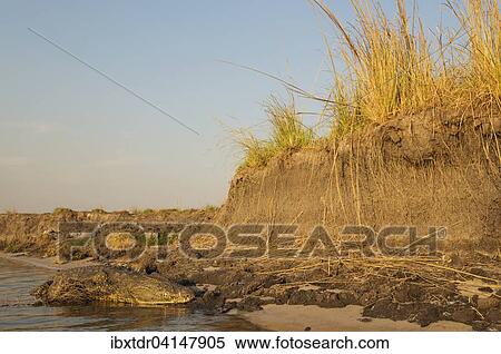 Nile Crocodile (Crocodylus niloticus), basking at the bank of the Chobe River, Chobe National Park, Botswana, Africa View Large Photo Image Stock Photography - Nile Crocodile (Crocodylus niloticus), basking at the bank of the Chobe River, Chobe National Park, Botswana, Africa. Fotosearch
