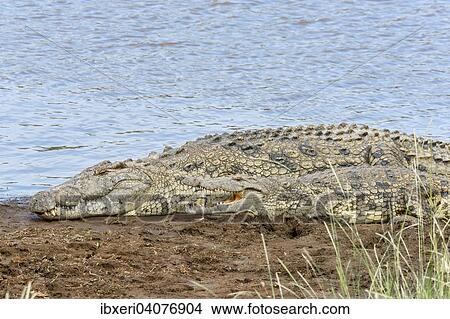 Nile crocodiles (Crocodylus niloticus), Maasai Mara National Reserve, Kenya, Africa View Large Photo Image Picture - Nile crocodiles (Crocodylus niloticus), Maasai Mara National Reserve, Kenya, Africa. Fotosearch