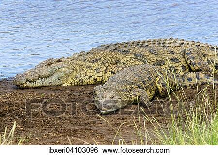 Nile crocodiles (Crocodylus niloticus), Mara River, Masai Mara National Reserve, Kenya, Africa View Large Photo Image Stock Photograph - Nile crocodiles (Crocodylus niloticus), Mara River, Masai Mara National Reserve, Kenya, Africa. Fotosearch
