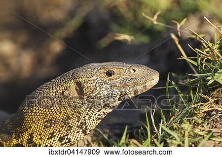 Nile Monitor (Varanus niloticus), at the bank of the Chobe River, Chobe National Park, Botswana, Africa View Large Photo Image Stock Photo - Nile Monitor (Varanus niloticus), at the bank of the Chobe River, Chobe National Park, Botswana, Africa. Fotosearch