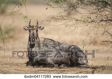 Nilgai or nilgau (Boselaphus tragocamelus), male, resting, Little Rann of Kutch, Gujarat, India, Asia View Large Photo Image Stock Image - Nilgai or nilgau (Boselaphus tragocamelus), male, resting, Little Rann of Kutch, Gujarat, India, Asia. Fotosearch