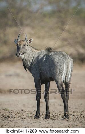 Nilgai or nilgau (Boselaphus tragocamelus), male, Little Rann of Kutch, Gujarat, India, Asia View Large Photo Image Stock Photo - Nilgai or nilgau (Boselaphus tragocamelus), male, Little Rann of Kutch, Gujarat, India, Asia. Fotosearch