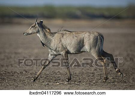 Stock Photograph - Nilgai or nilgau (Boselaphus tragocamelus), young male running, Little Rann of Kutch, Gujarat, India, Asia. Fotosearch
