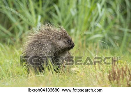 North American Porcupine (Erethizon dorsatum), Glacier Bay National Park, Alaska, USA View Large Photo Image Stock Image - North American Porcupine (Erethizon dorsatum), Glacier Bay National Park, Alaska, USA. Fotosearch