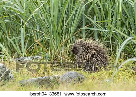 North American Porcupine (Erethizon dorsatum), Glacier Bay National Park, Alaska, USA View Large Photo Image Stock Image - North American Porcupine (Erethizon dorsatum), Glacier Bay National Park, Alaska, USA. Fotosearch