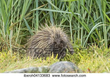North American Porcupine (Erethizon dorsatum), Glacier Bay National Park, Alaska, USA View Large Photo Image Stock Image - North American Porcupine (Erethizon dorsatum), Glacier Bay National Park, Alaska, USA. Fotosearch