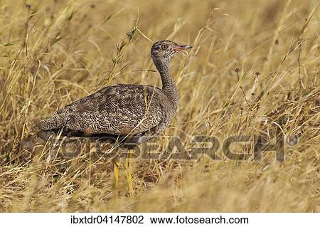 Northern Black Korhaan (Eupodotis afraoides), female, Savuti, Chobe National Park, Botswana, Africa View Large Photo Image Stock Image - Northern Black Korhaan (Eupodotis afraoides), female, Savuti, Chobe National Park, Botswana, Africa. Fotosearch