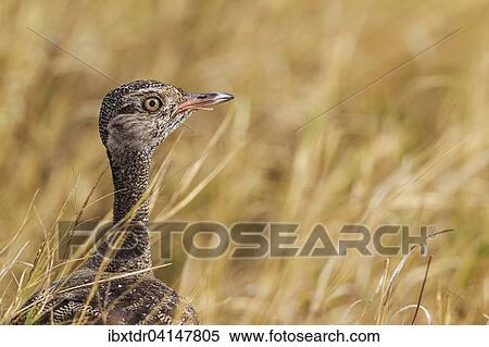 Northern Black Korhaan (Eupodotis afraoides), female, Savuti, Chobe National Park, Botswana, Africa View Large Photo Image Stock Photography - Northern Black Korhaan (Eupodotis afraoides), female, Savuti, Chobe National Park, Botswana, Africa. Fotosearch