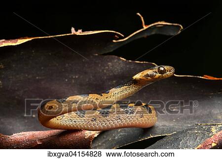 Stock Photo - Northern cat-eyed snake (Leptodeira septentrionalis), slightly venomous, Amazon rainforest, Yasuni National Park, Ecuador, South America. Fotosearch