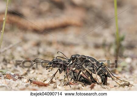 Picture - Northern Dune Tiger Beetle (Cicindela hybrida), copulation, Brandenburg, Germany, Europe. Fotosearch
