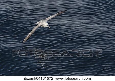 Northern Fulmar (Fulmaris glacialis) in flight, Greenland, North America View Large Photo Image Stock Image - Northern Fulmar (Fulmaris glacialis) in flight, Greenland, North America. Fotosearch