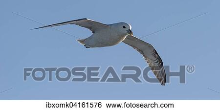 Northern Fulmar (Fulmaris glacialis) in flight, Greenland, North America View Large Photo Image Stock Photograph - Northern Fulmar (Fulmaris glacialis) in flight, Greenland, North America. Fotosearch