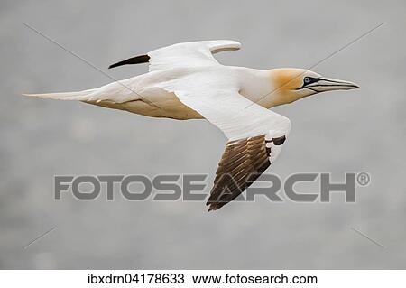 Northern gannet (Morus bassanus) in flight, Shetland Islands, Scotland, United Kingdom, Europe View Large Photo Image Stock Image - Northern gannet (Morus bassanus) in flight, Shetland Islands, Scotland, United Kingdom, Europe. Fotosearch