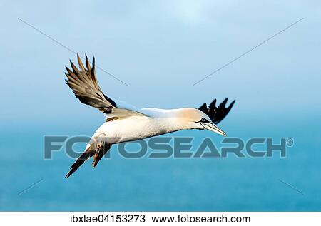 Stock Image - Northern Gannet (Morus bassanus) in flight, Heligoland, Schleswig-Holstein, Germany, Europe. Fotosearch