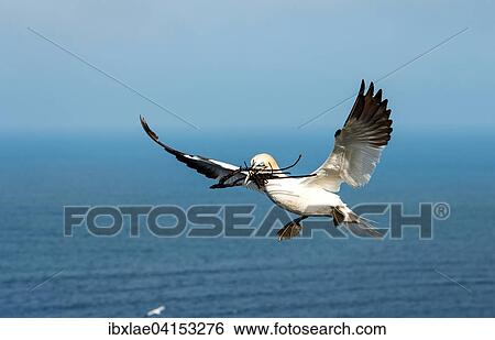 Northern Gannet (Morus bassanus) with nesting material, approaching, Heligoland, Schleswig-Holstein, Germany, Europe View Large Photo Image Stock Photograph - Northern Gannet (Morus bassanus) with nesting material, approaching, Heligoland, Schleswig-Holstein, Germany, Europe. Fotosearch