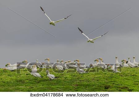 Northern gannets (Morus bassanus) landing on cliff and plucking plants for nest-building, Noss, Shetland Islands, Scotland, United Kingdom, Europe View Large Photo Image Picture - Northern gannets (Morus bassanus) landing on cliff and plucking plants for nest-building, Noss, Shetland Islands, Scotland, United Kingdom, Europe. Fotosearch