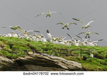 Stock Image - Northern gannets (Morus bassanus) landing on cliff and plucking plants for nest-building, Noss, Shetland Islands, Scotland, United Kingdom, Europe. Fotosearch