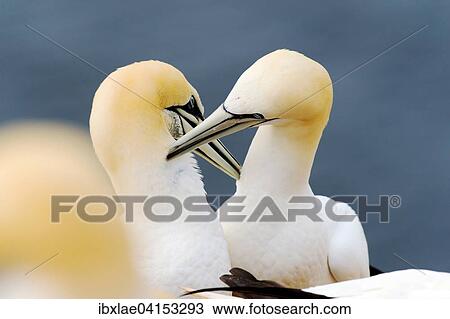 Northern Gannets (Morus bassanus), mutual preening, Heligoland, Schleswig-Holstein, Germany, Europe View Large Photo Image Stock Image - Northern Gannets (Morus bassanus), mutual preening, Heligoland, Schleswig-Holstein, Germany, Europe. Fotosearch