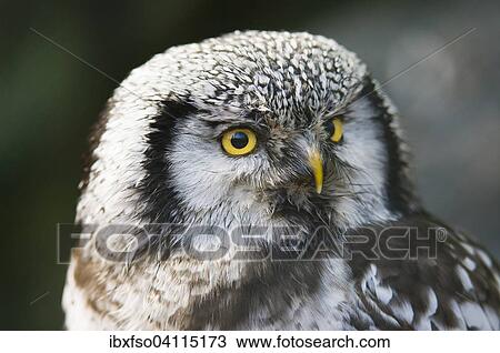 Northern hawk-owl (Surnia ulula), captive, Thuringia, Germany, Europe View Large Photo Image Stock Image - Northern hawk-owl (Surnia ulula), captive, Thuringia, Germany, Europe. Fotosearch
