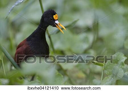 Stock Image - Northern jacana (Jacana spinosa), in vegetation, Tortuguero National Park, Costa Rica, North America. Fotosearch