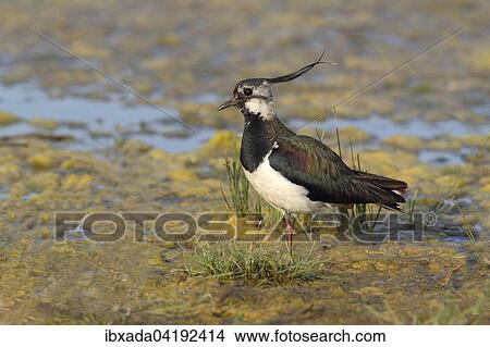 Northern Lapwing (Vanellus vanellus) standing in shallow water, Lake Neusiedl, Burgenland, Austria, Europe View Large Photo Image Picture - Northern Lapwing (Vanellus vanellus) standing in shallow water, Lake Neusiedl, Burgenland, Austria, Europe. Fotosearch