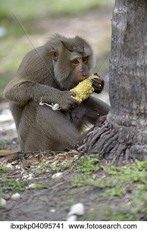 Northern pig-tailed macaque (Macaca leonina) feeding on a corn cob, Lamai, Koh Samui, Thailand, Asia View Large Photo Image Stock Image - Northern pig-tailed macaque (Macaca leonina) feeding on a corn cob, Lamai, Koh Samui, Thailand, Asia. Fotosearch