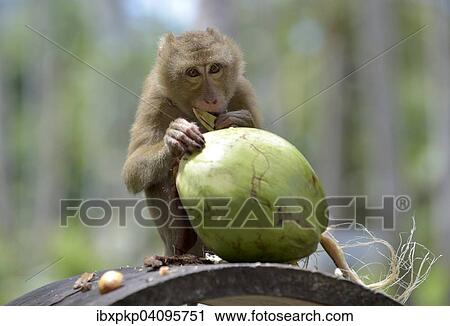 Northern pig-tailed macaque (Macaca leonina) peeling a coconut, Lamai, Koh Samui, Thailand, Asia View Large Photo Image Stock Image - Northern pig-tailed macaque (Macaca leonina) peeling a coconut, Lamai, Koh Samui, Thailand, Asia. Fotosearch